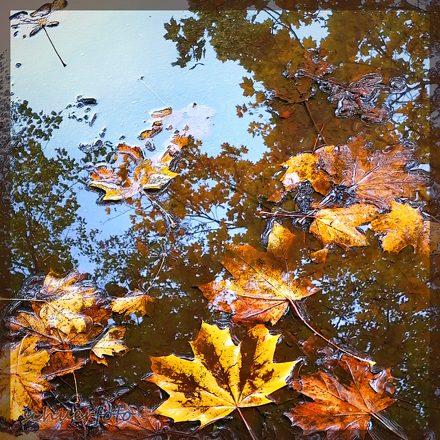 Herbstliche Pfütze