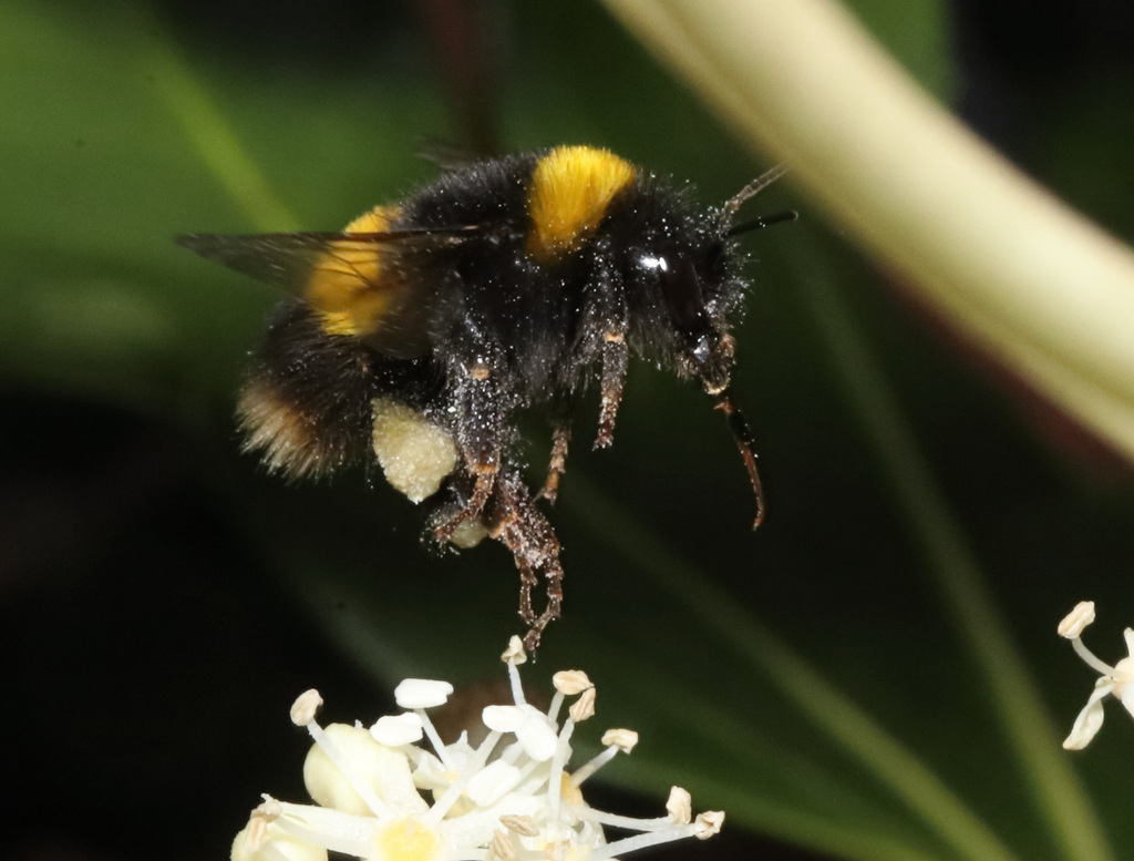 BumblebeeIMG 9041