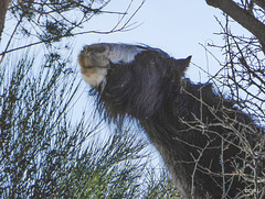 In giraffe mode grazing on the Scots Pine tree