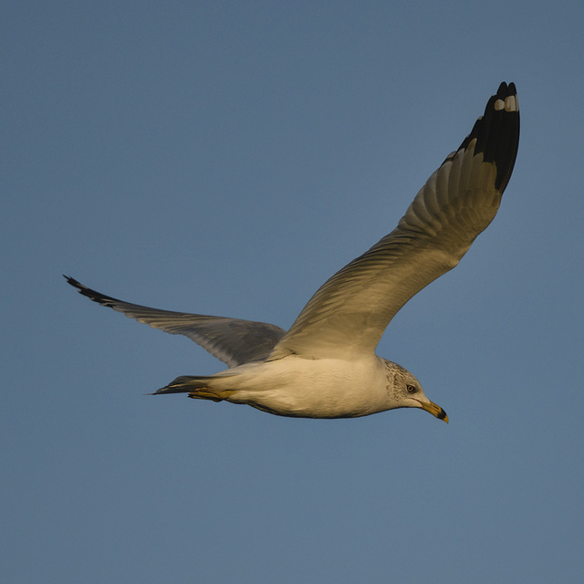 Ring-billed Gull