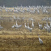 Cranes at Wheeler National Wildlife Refuge