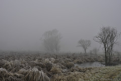 winterlicher Nebel am Stadlersee  (© Buelipix)