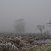 winterlicher Nebel am Stadlersee  (© Buelipix)