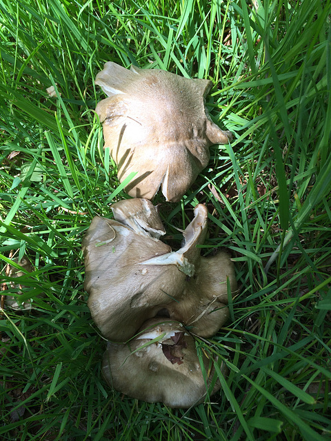 It's mushroom time again - ID.? Most probably Entoloma Clypeatum