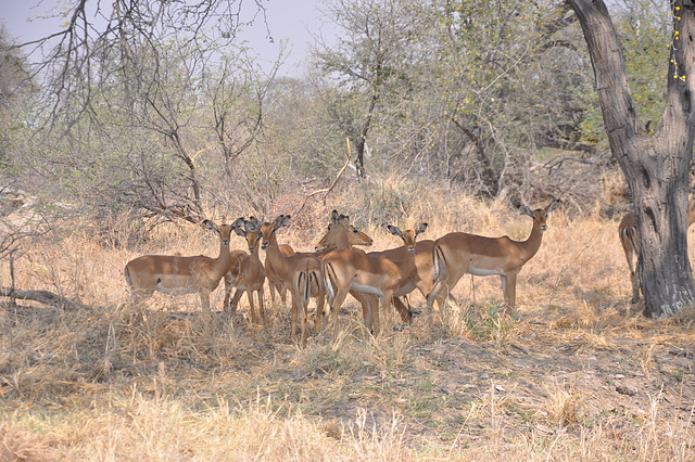 Impaloj. Okavango-Delto