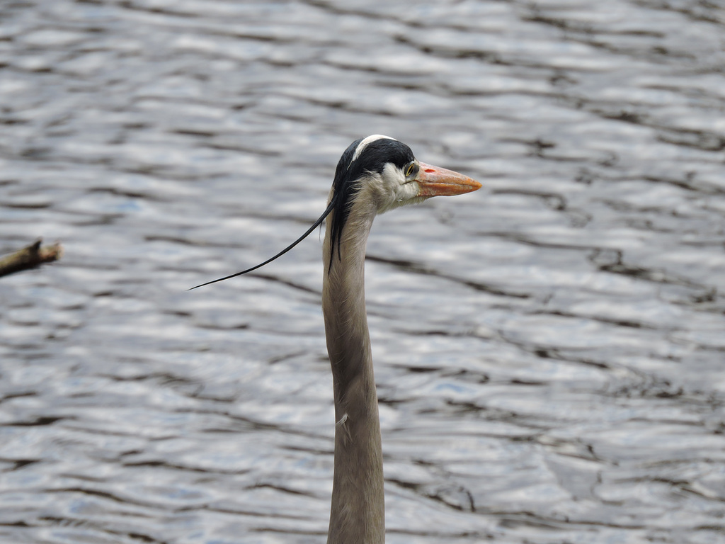 GBH Sapsucker NotDad