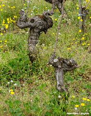 Saint-Emilion - Cep de Vigne Eléphant