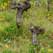 Saint-Emilion - Cep de Vigne Eléphant