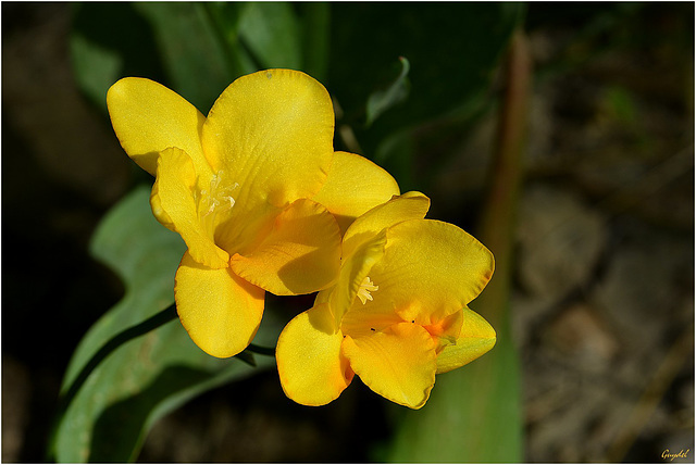 Freesias ...