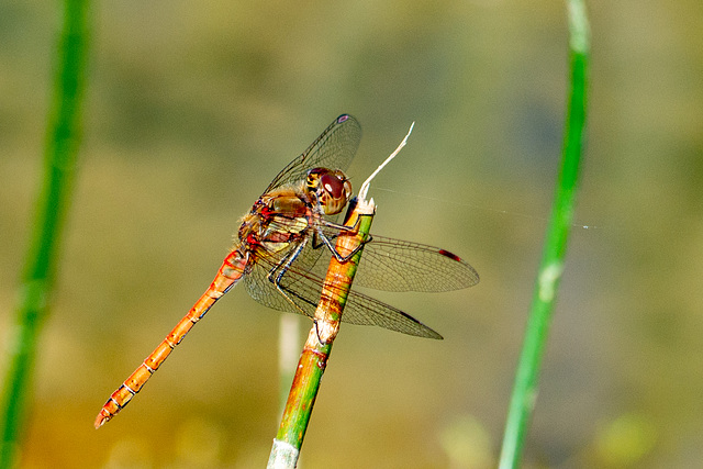 Common Darter-DSA 8631