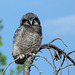 Northern Hawk Owl juevnile - from the archives