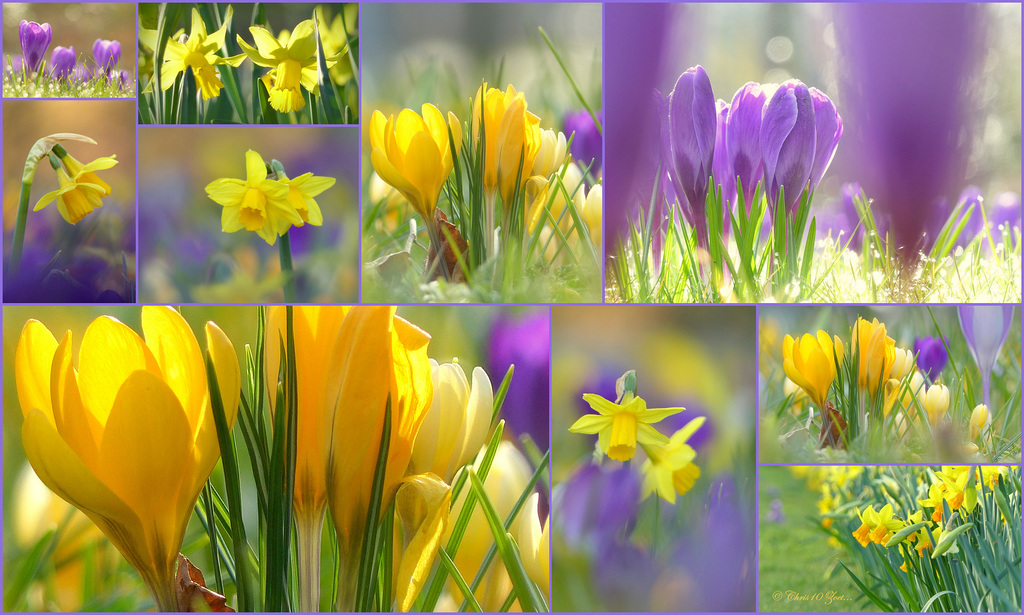 Yellow and Purple, the Colours from this Time of the Year...
