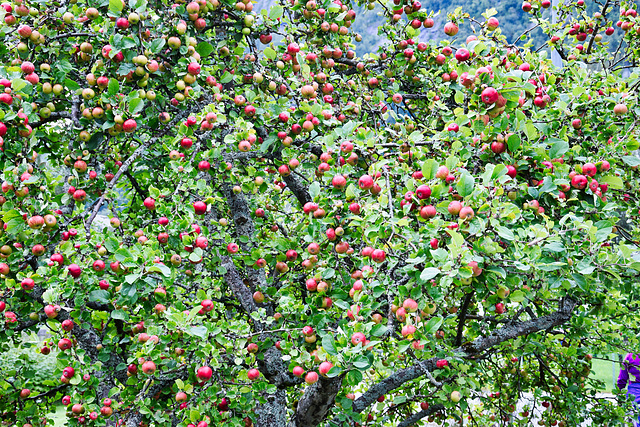 Apples galore