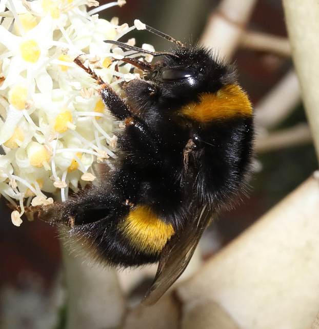 BumblebeeIMG 9058