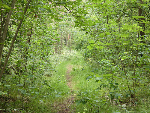 Waldweg