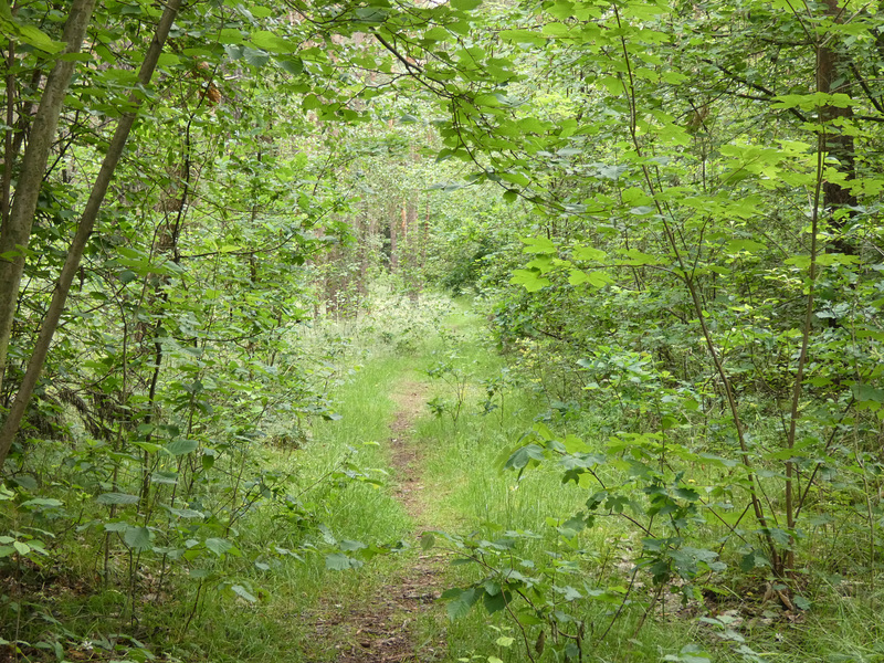 Waldweg