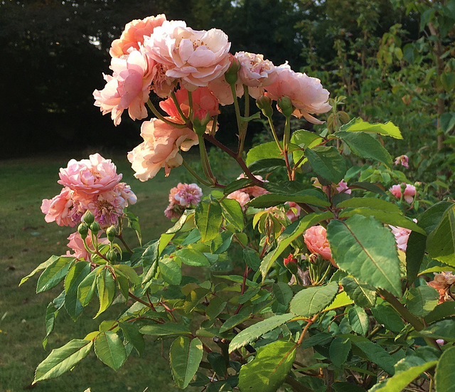 Roses du jardin