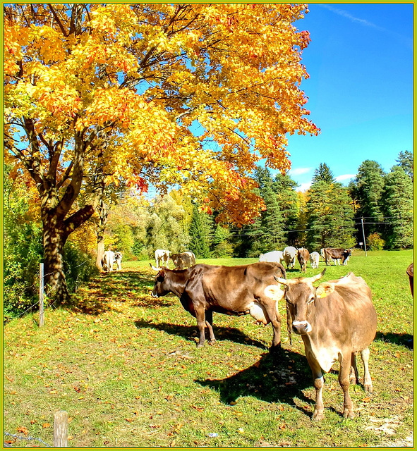 Autumn in the Allgäu. ©UdoSm