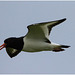 IMG 9917 Oystercatcher