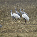 Whooping cranes in front of sandhill cranes