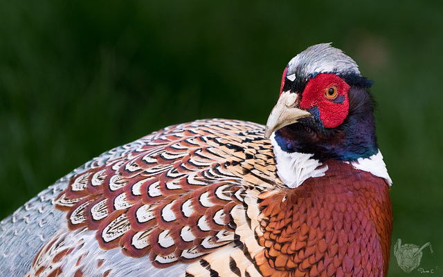 Pheasant