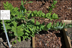 Polygonatum multiflorum (2)