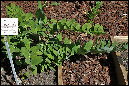 Polygonatum multiflorum (2)