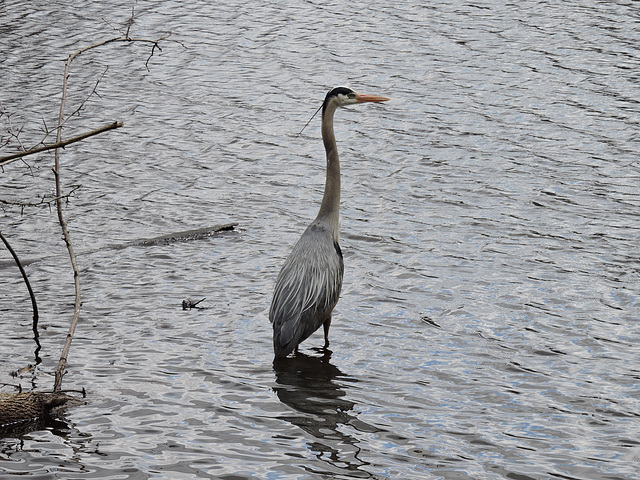 GBH Sapsucker NotDad