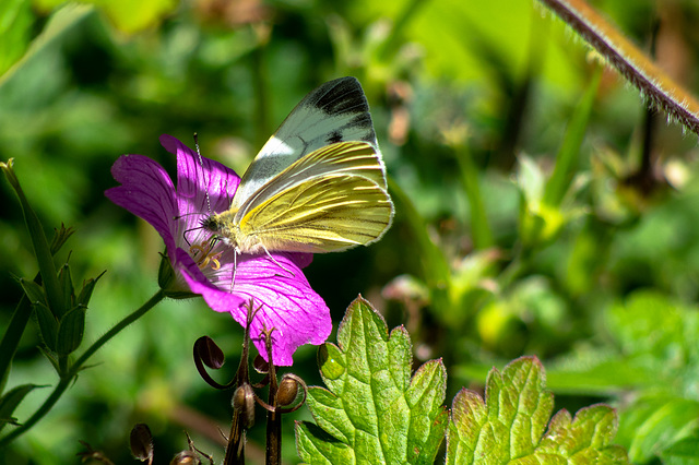 Veined White Butterfly