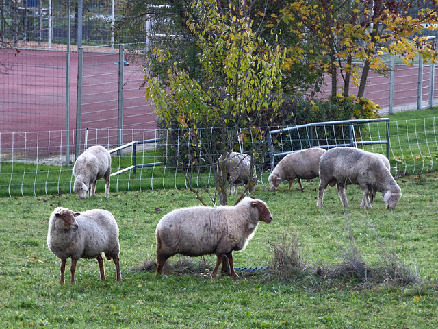 Nachbarinnen