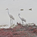 Whooping cranes (Grus americana)