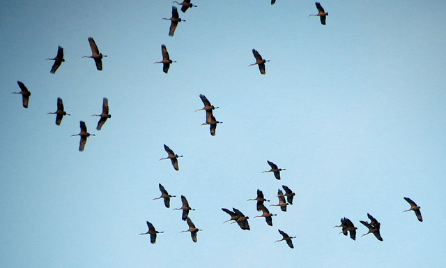 January cranes in Michigan.