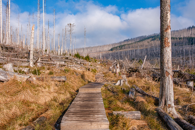 Der Harz im März 2024