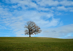 Baum mit Landschaft