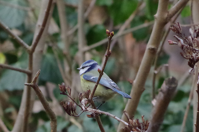 mésange bleue