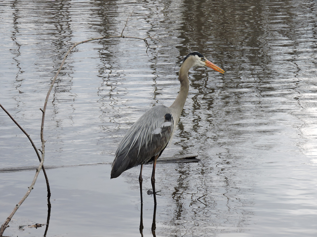 GBH Sapsucker NotDad