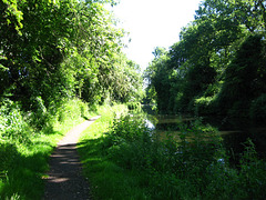 Staffs and Worcs Canal approaching Aldersley Junction