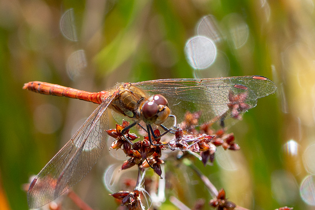 Common Darter-DSA 8735