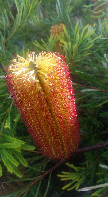 banksia in evening light