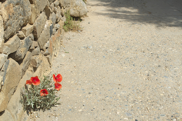 Poppies at Spinalonga