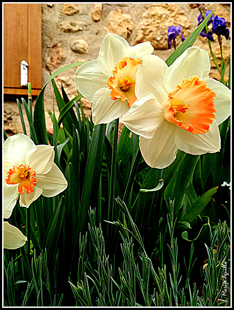 Tiempo de Narcisos