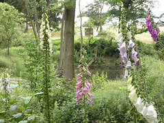 Fingerhut im Wald