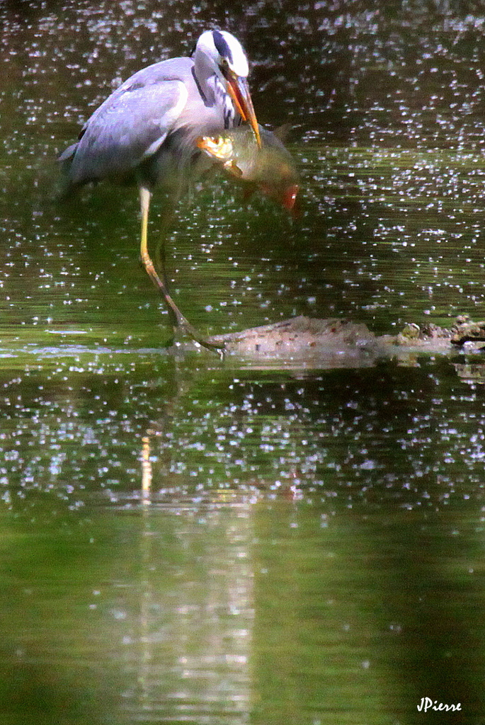 Pêche inespérée