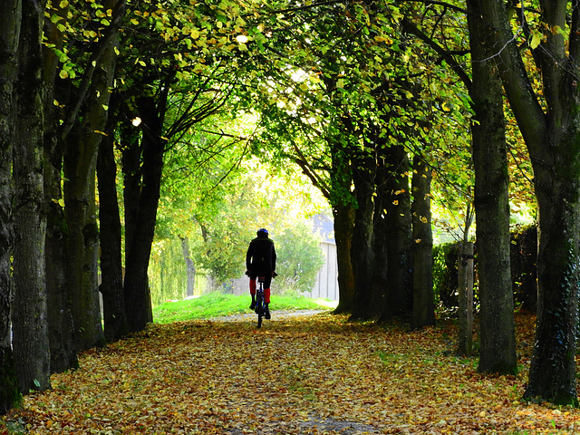 Cycling under autumn colors