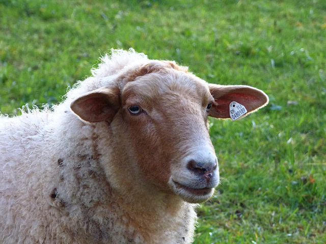 Portrait einer Nachbarin