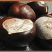 Aesculus Hippo Castanum