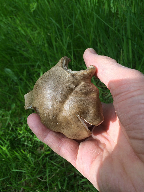 It's mushroom time again - Almost certainly Enteloma Clypeatum - do NOT eat!