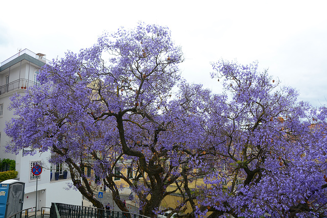 Lisbon, Flowering Jacaranda