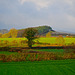 Fields near Gnosall