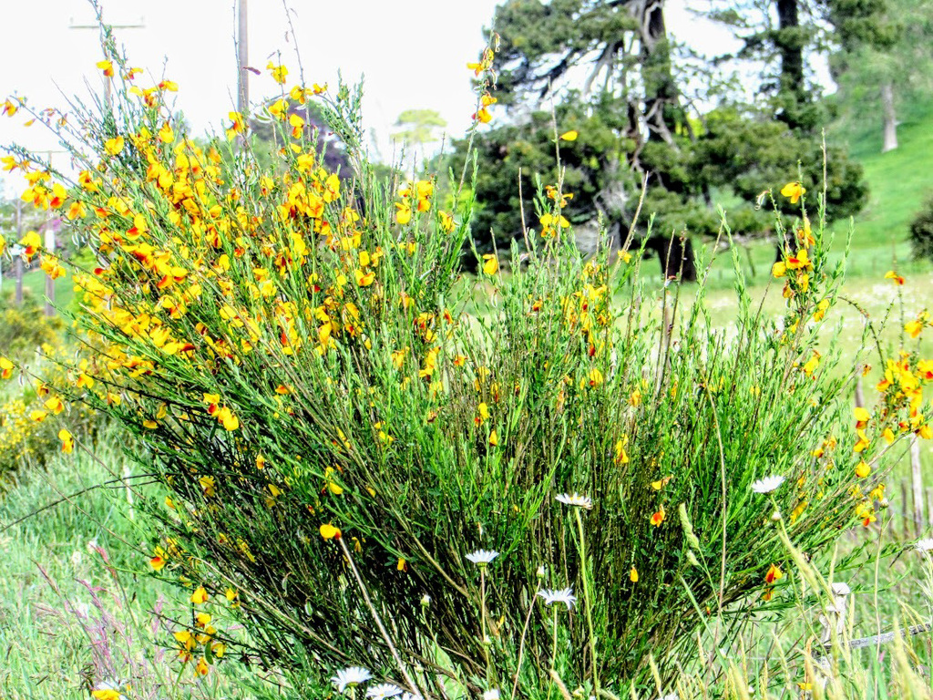 Broom and Daisies